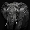 Elephant Eclipse Poster featuring a black-and-white close-up of an elephant with deep shadows and striking details.