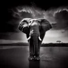 Elephant’s Horizon Poster featuring a black-and-white image of an elephant standing in water, its reflection blending with the landscape.