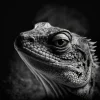 Lizard Observer Poster featuring a black-and-white close-up of a lizard with piercing eyes and fine-textured scales.