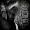 Elephant’s Realm Poster featuring a striking black-and-white close-up of an elephant, showcasing its textured skin and soulful gaze.