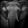 Elephant Elegance Poster displaying a black-and-white close-up of an elephant’s face with detailed textures and a powerful presence.