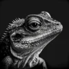 Lizard Lookout Poster featuring a close-up of a reptile's detailed scales and piercing gaze in black and white. High-resolution print on matte paper.