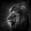 Lion’s Universe Poster showing a black-and-white profile of a lion merging into a cosmic starry background.