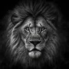 Lion’s Gaze Poster showing a black-and-white close-up of a lion’s face with a focused, piercing stare.