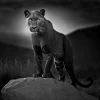 Panther’s Rock Poster displaying a black-and-white close-up of a poised black panther standing on a rock with a piercing gaze.